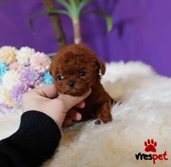 Ράτσα: Γκόλντεν Ριτρίβερ - Golden Retriever | Ηλικία: 2 μηνών | Φύλο: Θηλυκό | Αρ. Microchip: 8765498456 | Εκπαιδευμένο | Περιοχή: Αθήνα, Αττική